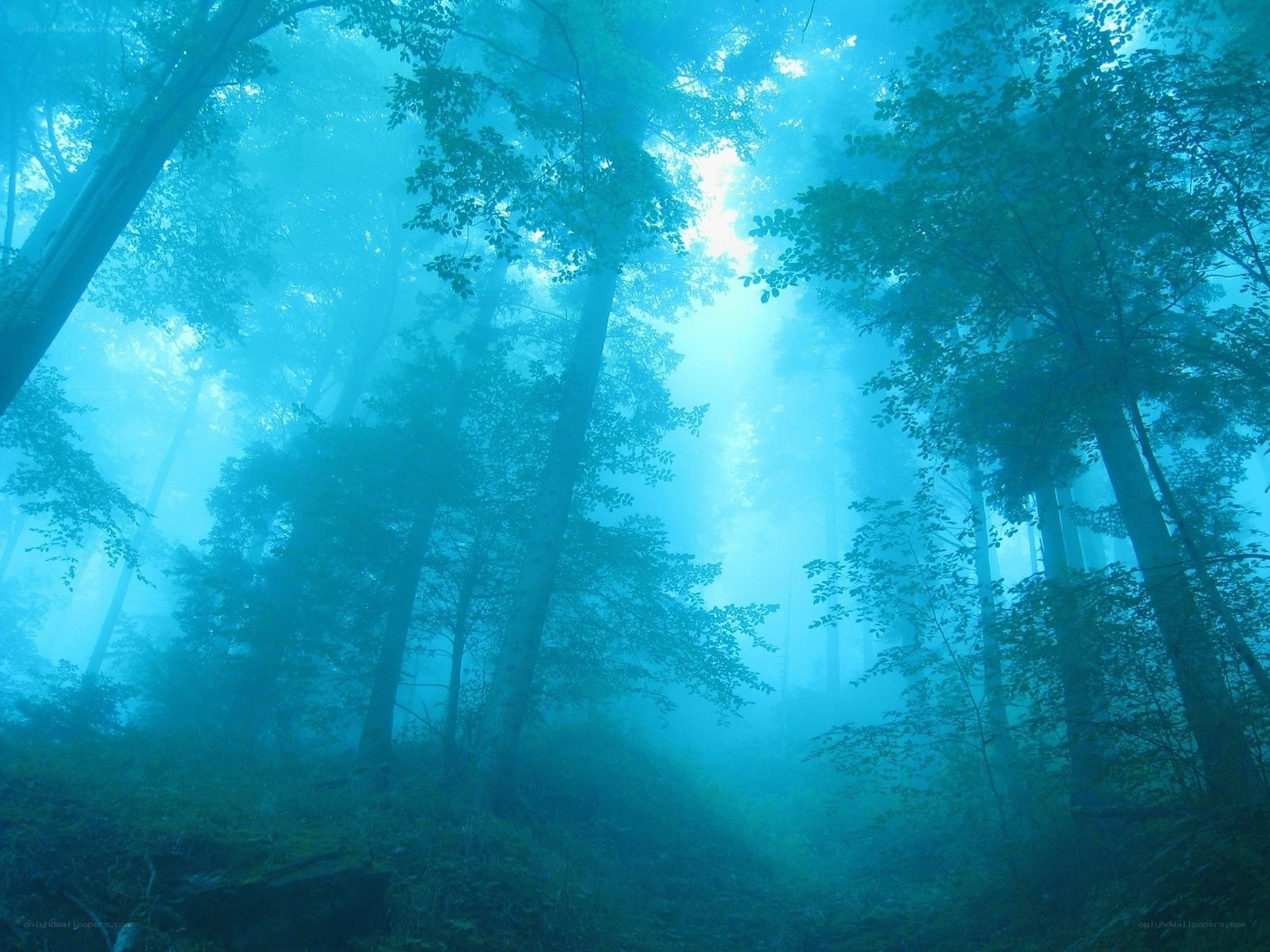 Misty forest with sunbeams