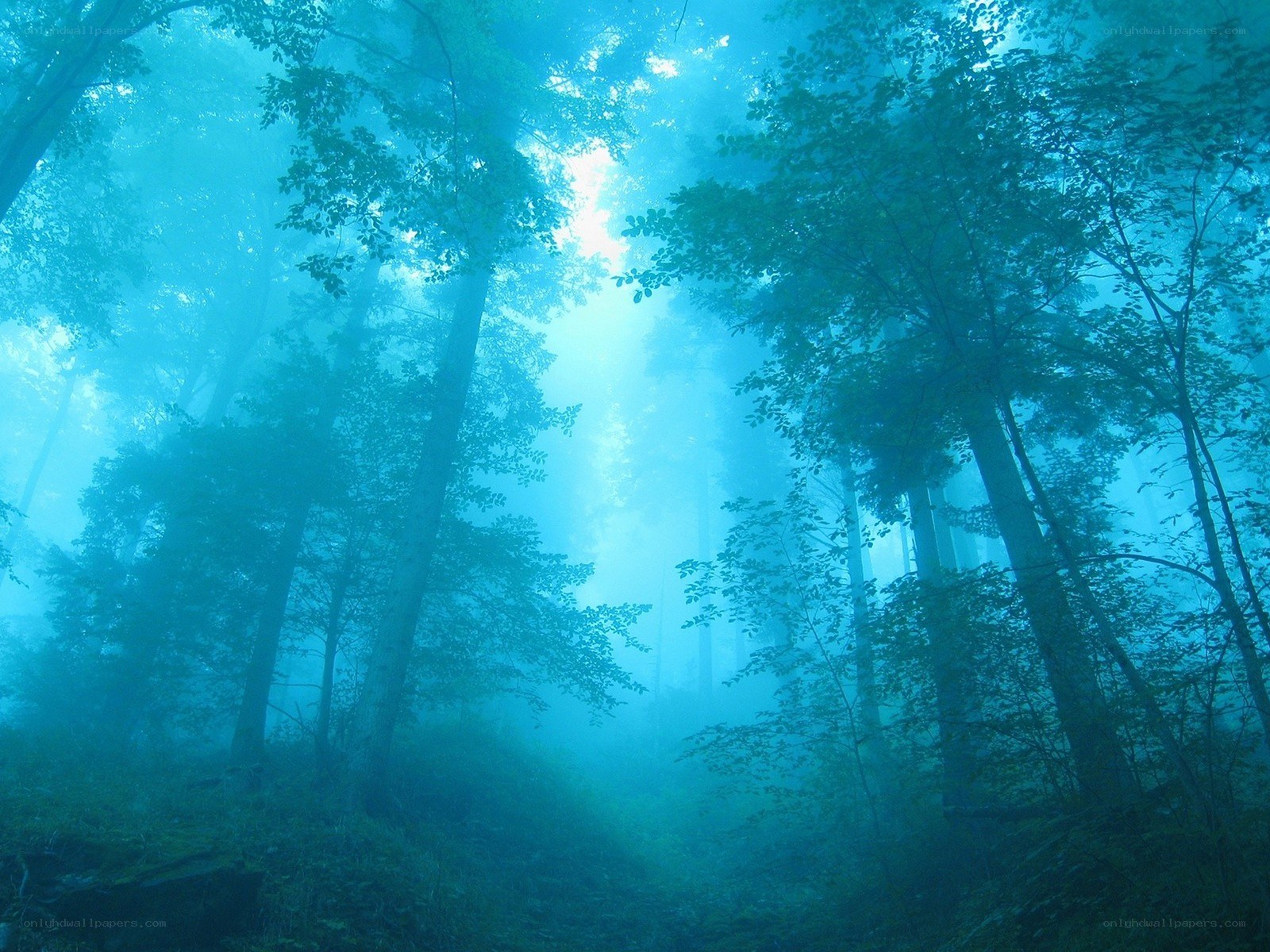 Misty forest with sunbeams
