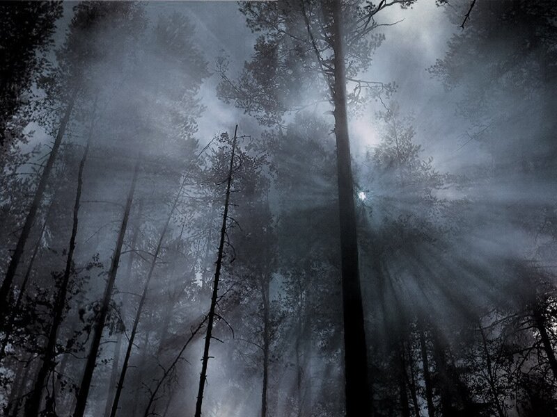 Misty forest with sunbeams