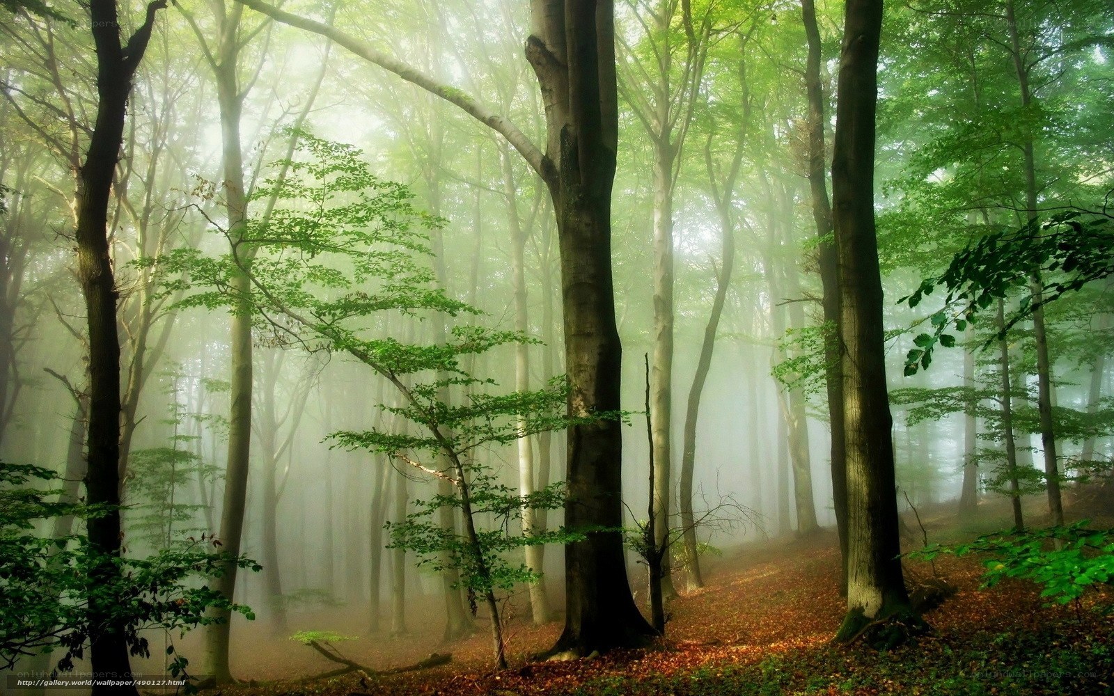 Misty forest with sunlight