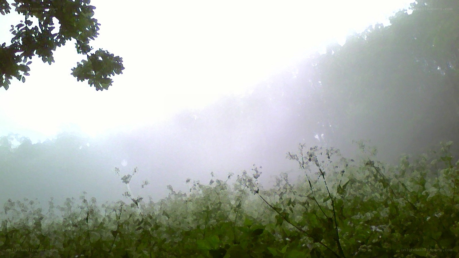 Misty forest with sunlight
