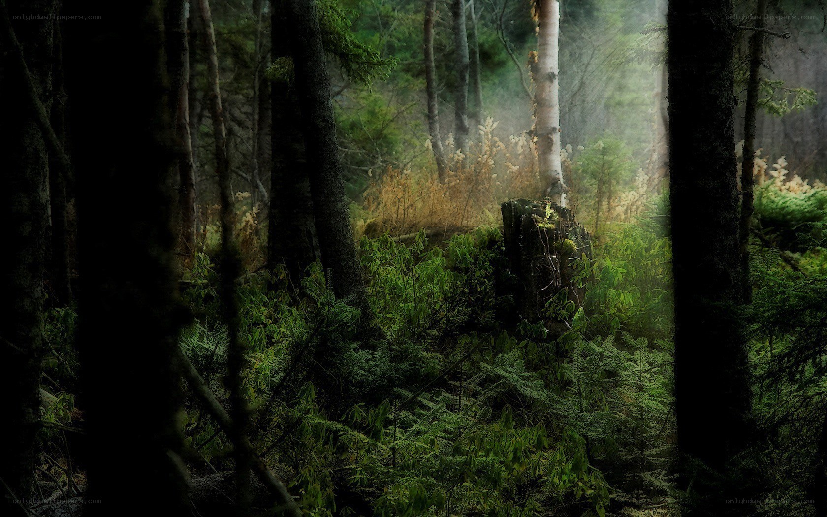 Misty forest with sunlight