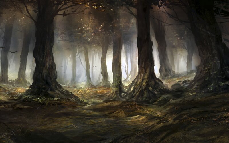 Misty forest with sunlight
