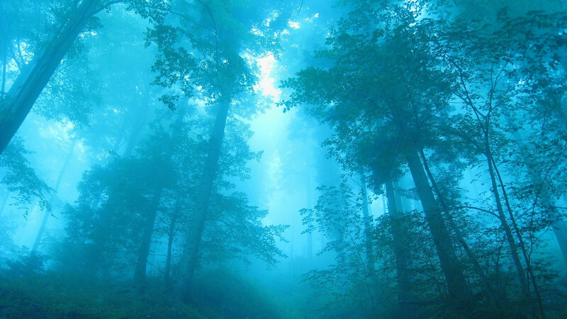 Misty Forest with Sunlight — Blue, Serene, Morning, Photograph, Trees, Fog