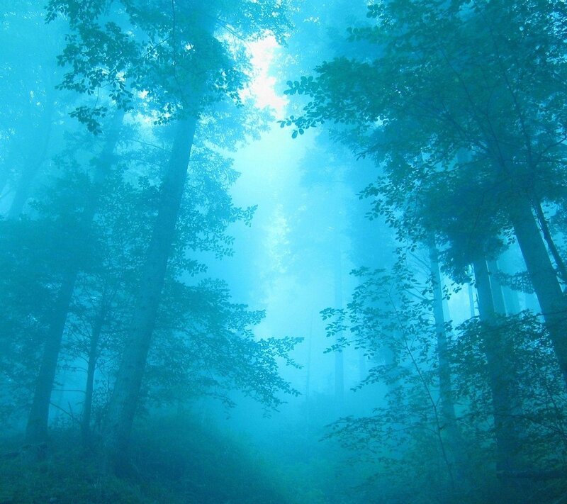 Misty Forest with Sunlight — Blue, Serene, Morning