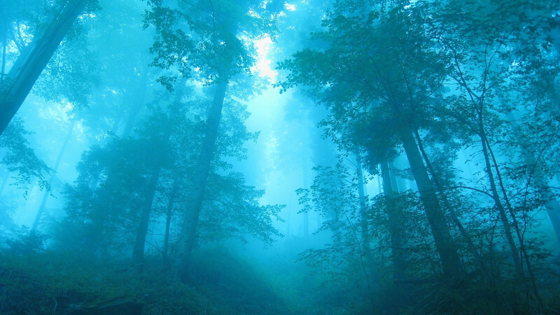 Misty Forest with Sunlight — Blue, Serene