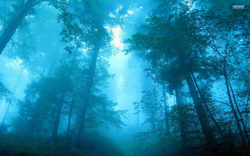 Misty Forest with Sunlight — Blue