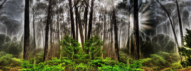 Misty Forest with Sunlight — Green