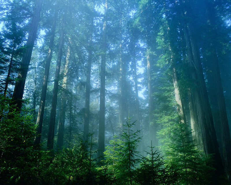 Misty forest with tall trees