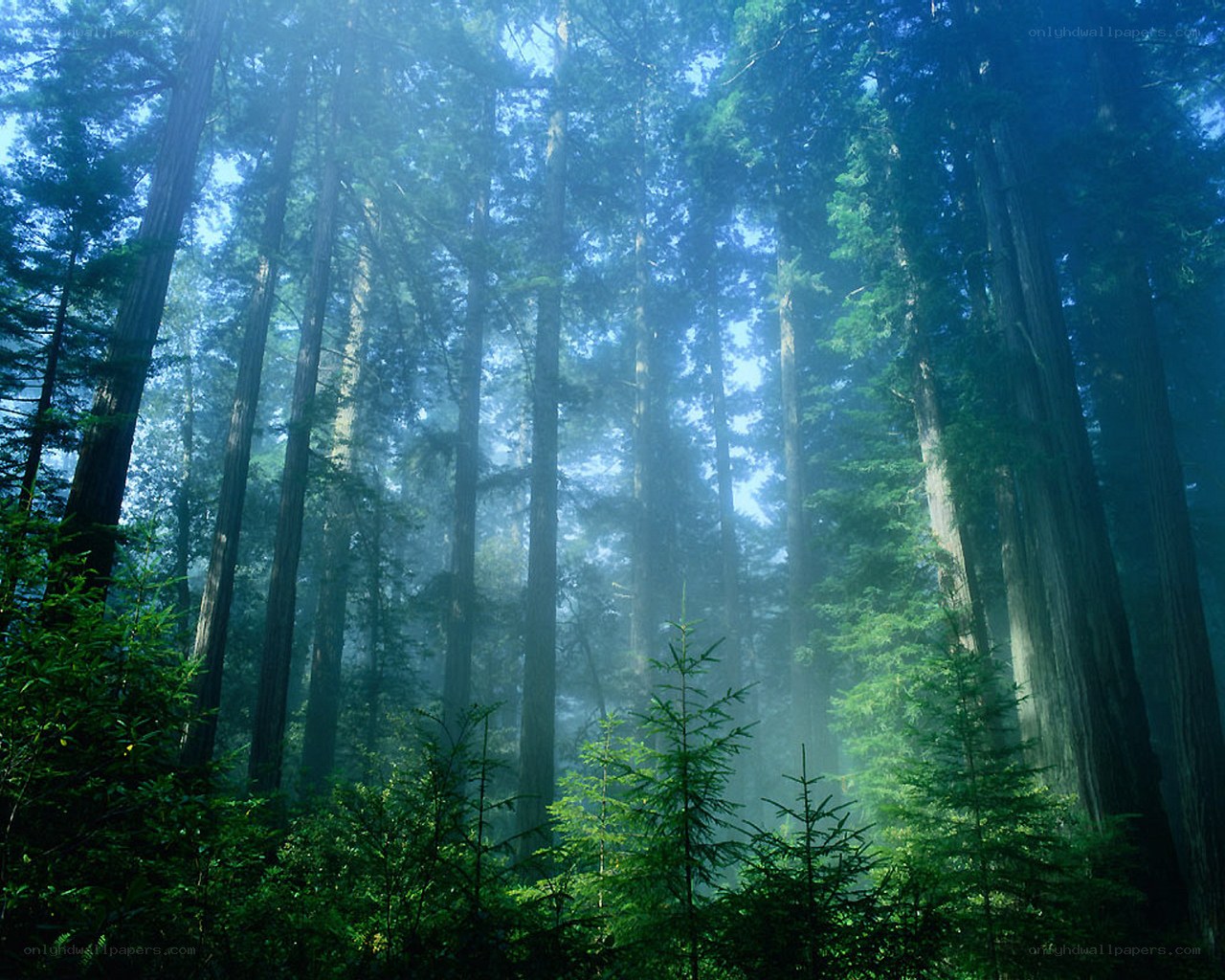Misty forest with tall trees