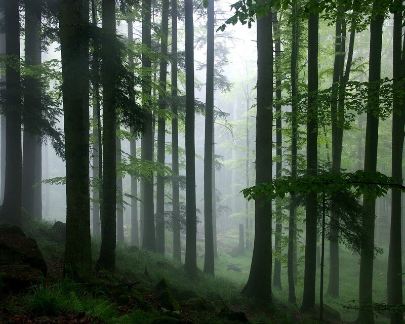 Misty forest with tall trees