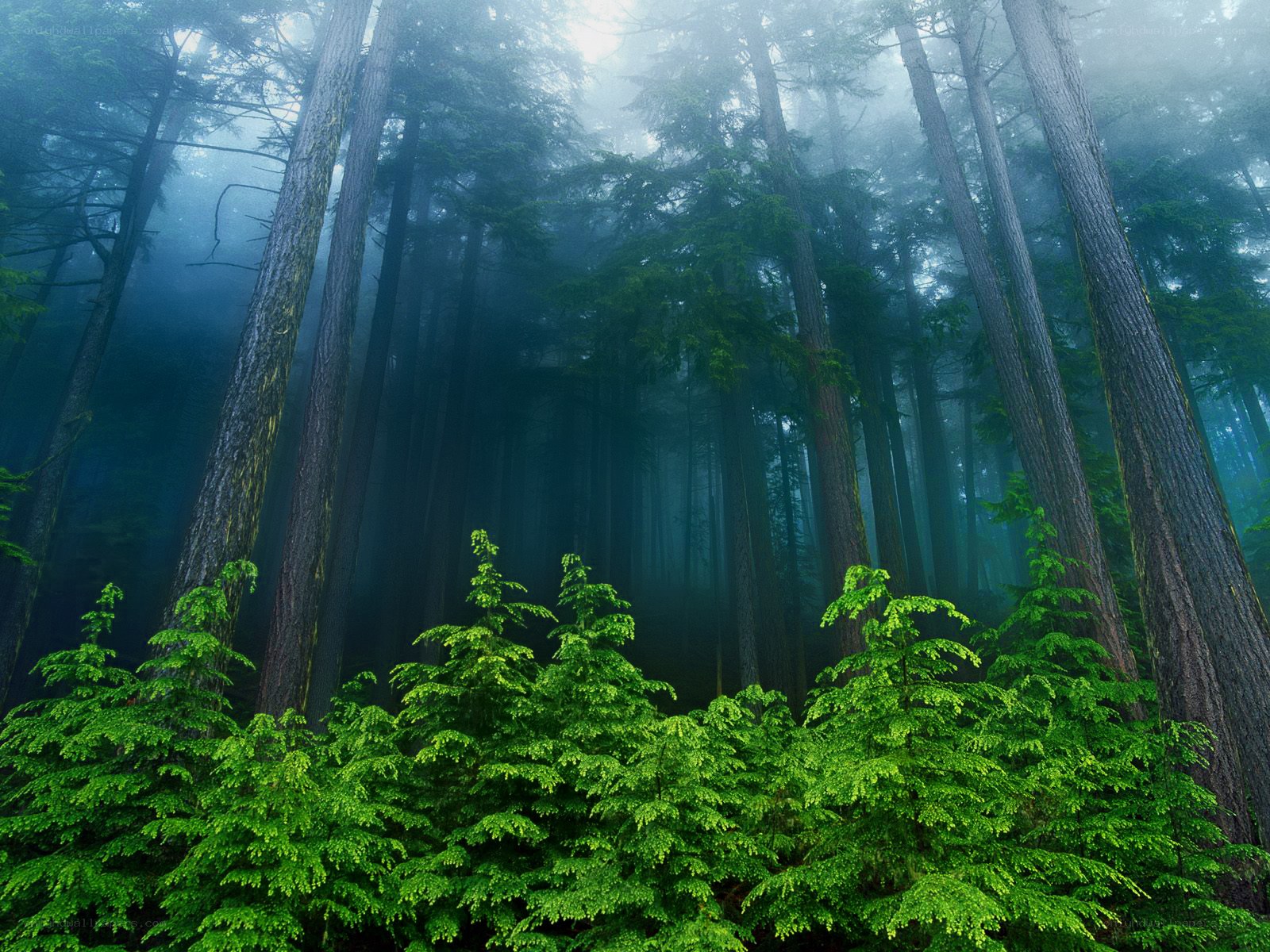 Misty forest with tall trees