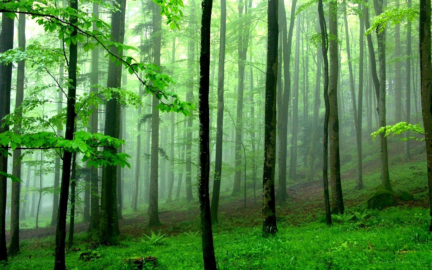 Misty forest with tall trees