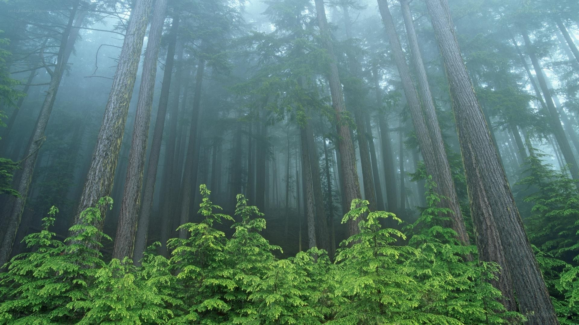 Misty forest with tall trees