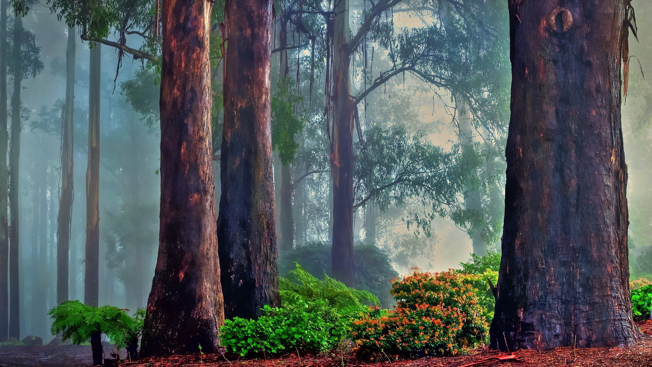 Misty forest with tall trees