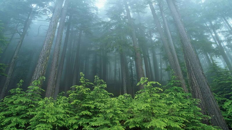 Misty forest with tall trees