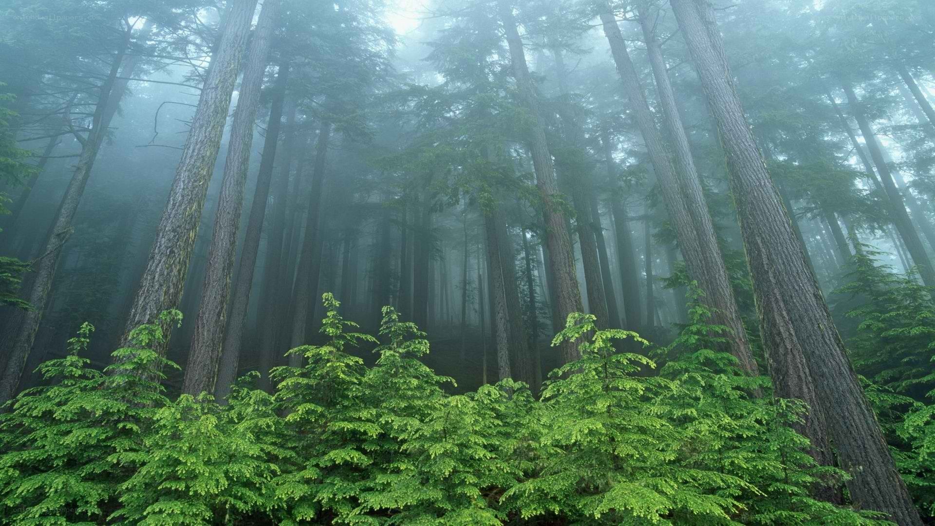 Misty forest with tall trees