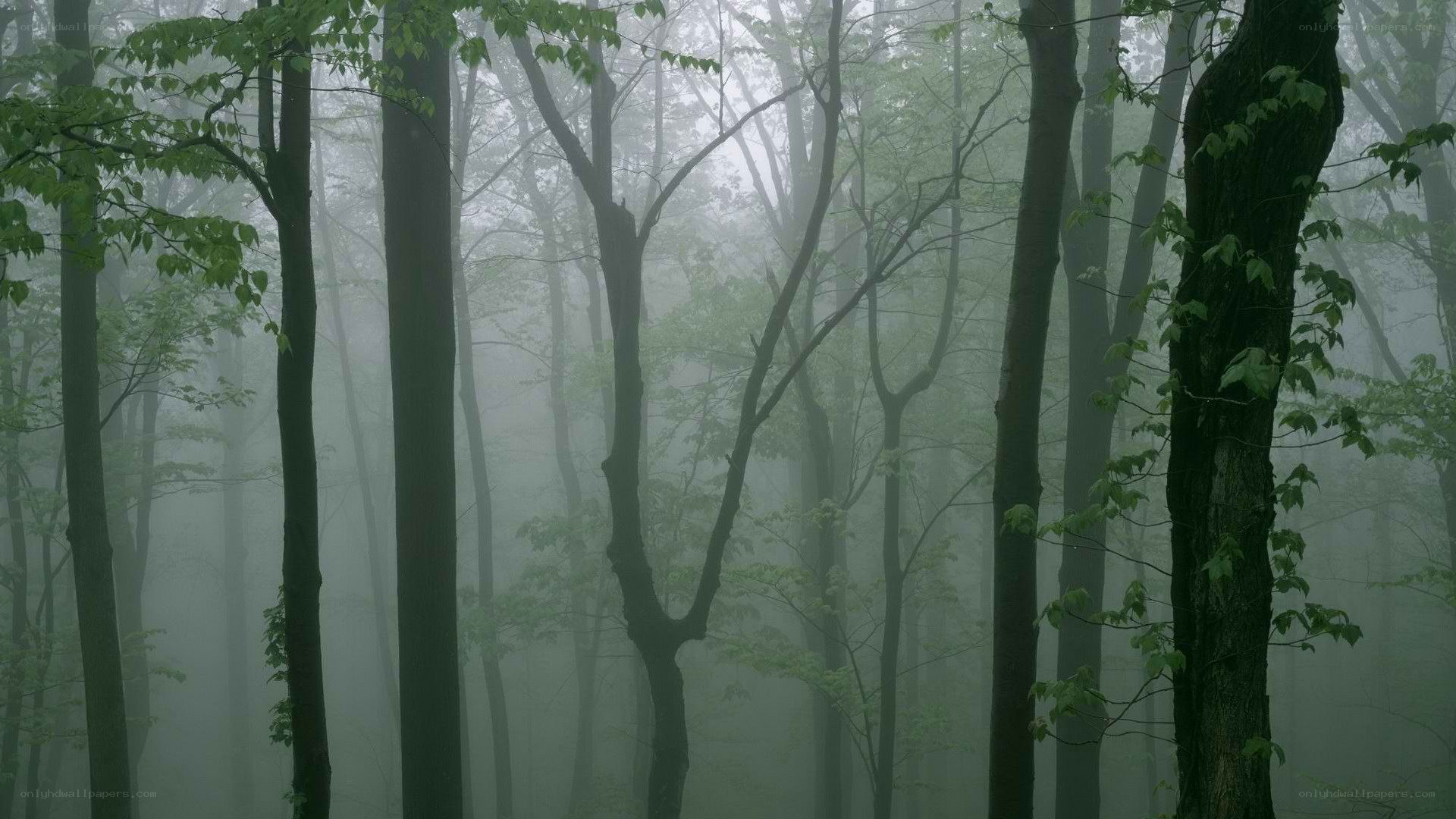 Misty forest with tall trees