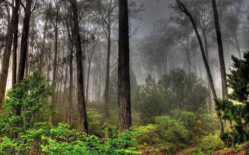 Misty forest with tall trees