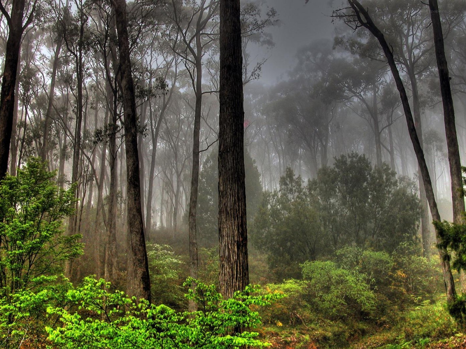 Misty forest with tall trees