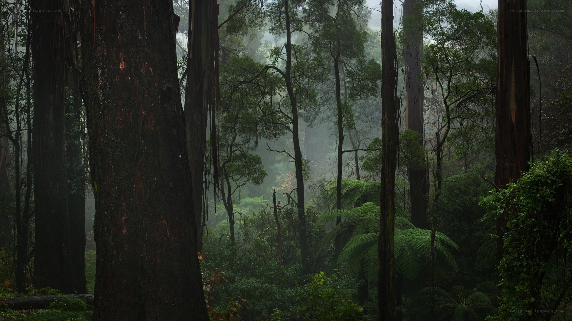 Misty forest with tall trees
