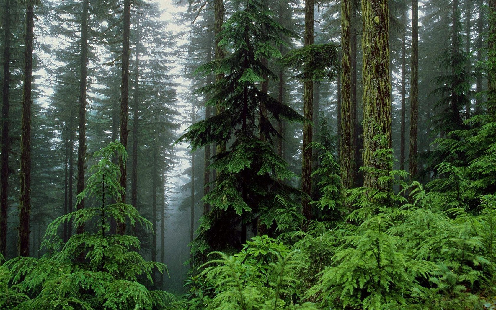 Misty forest with tall trees