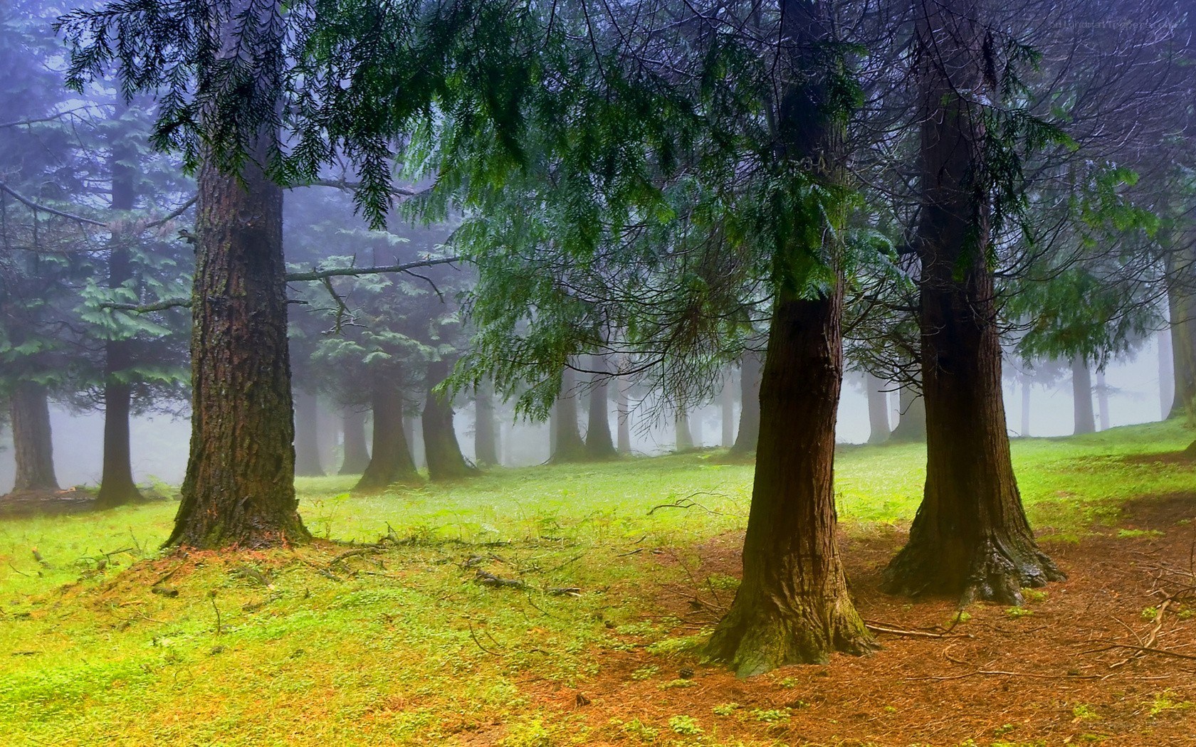 Misty forest with tall trees