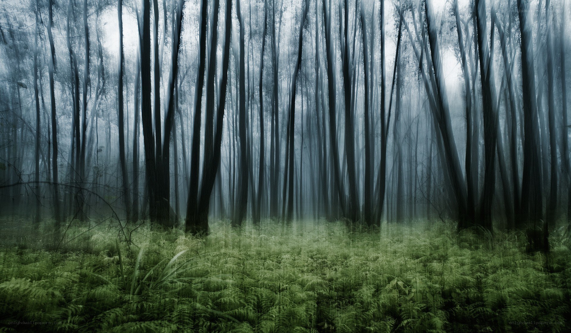 Misty forest with tall trees