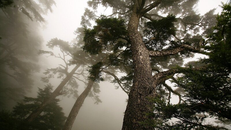 Misty forest with tall trees