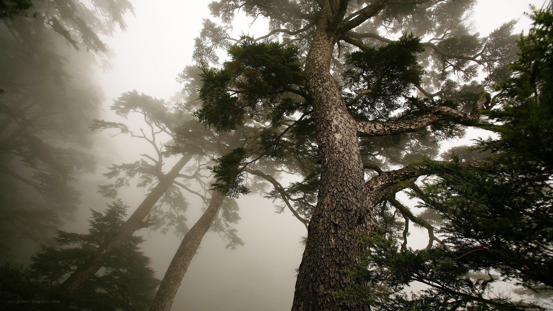 Misty forest with tall trees