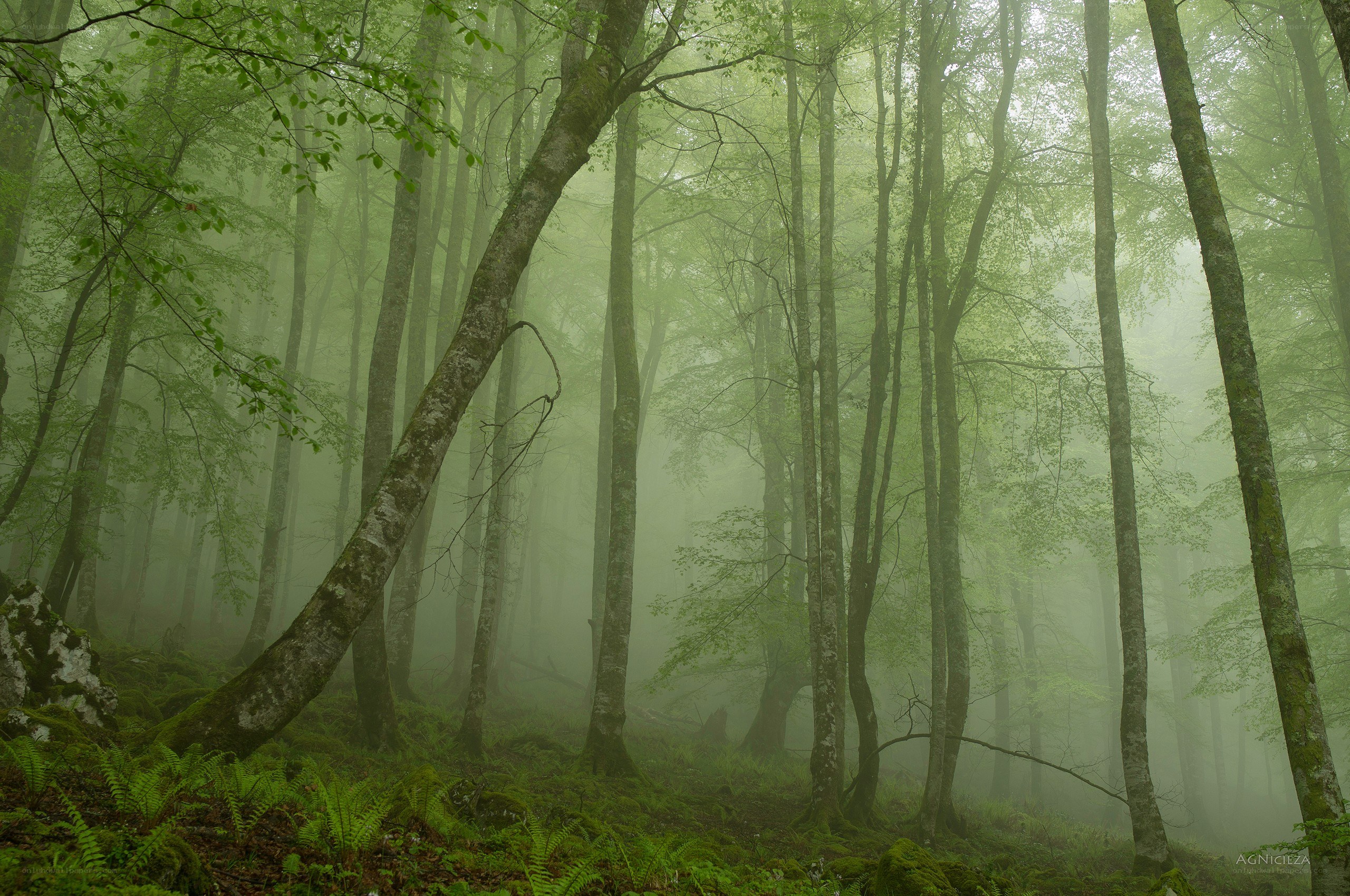 Misty forest with tall trees
