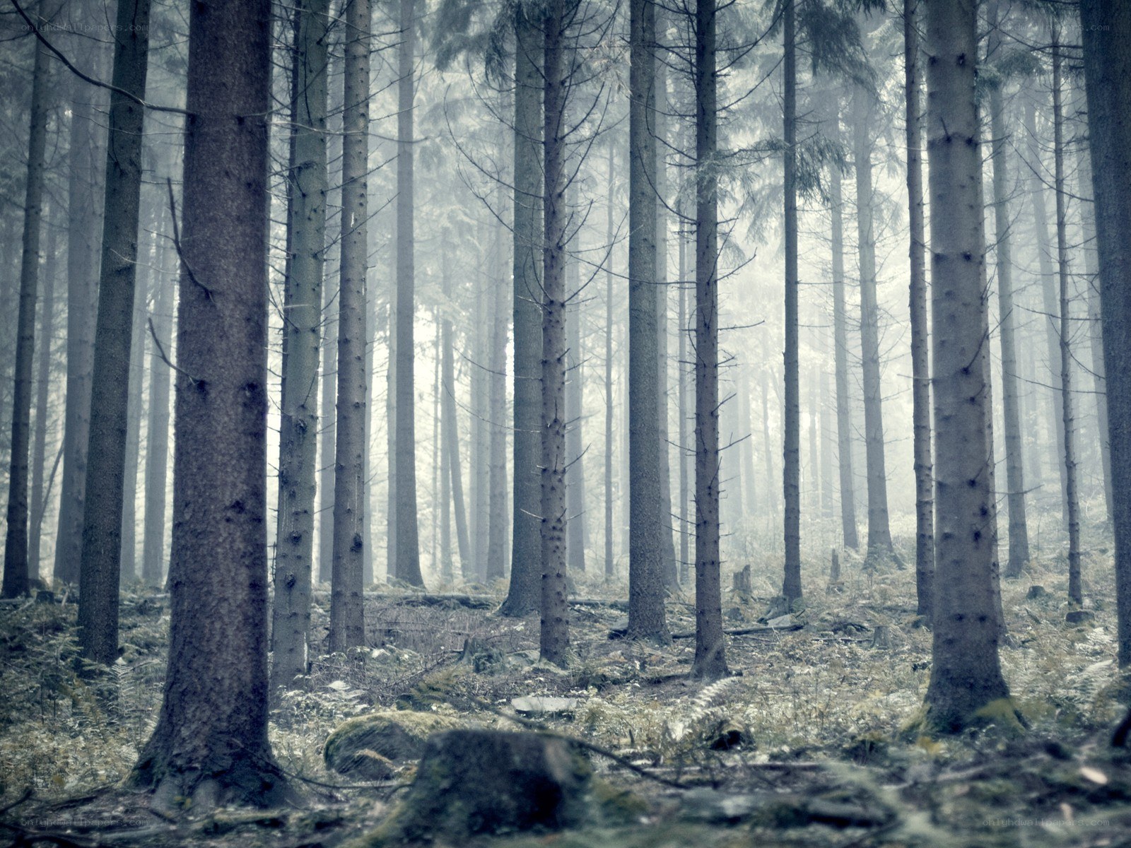 Misty forest with tall trees