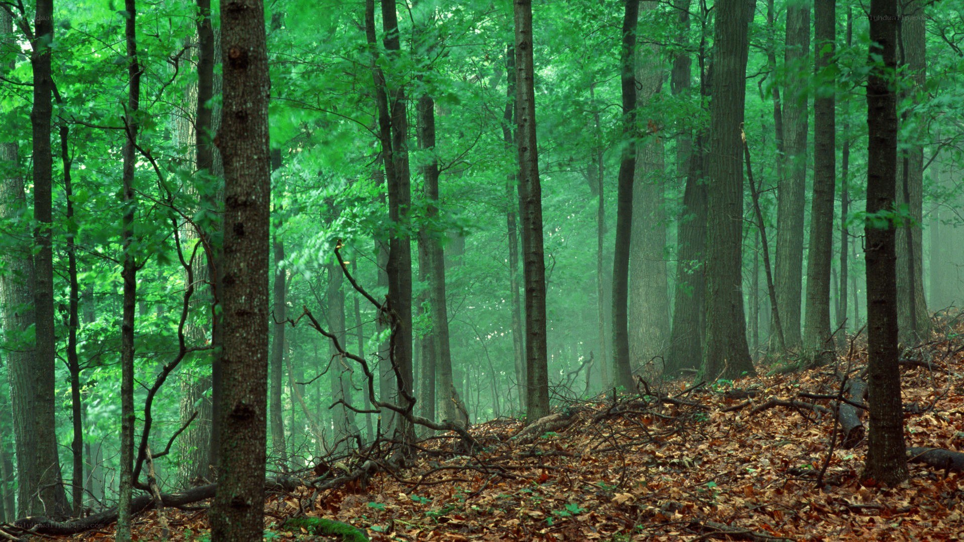 Misty forest with tall trees