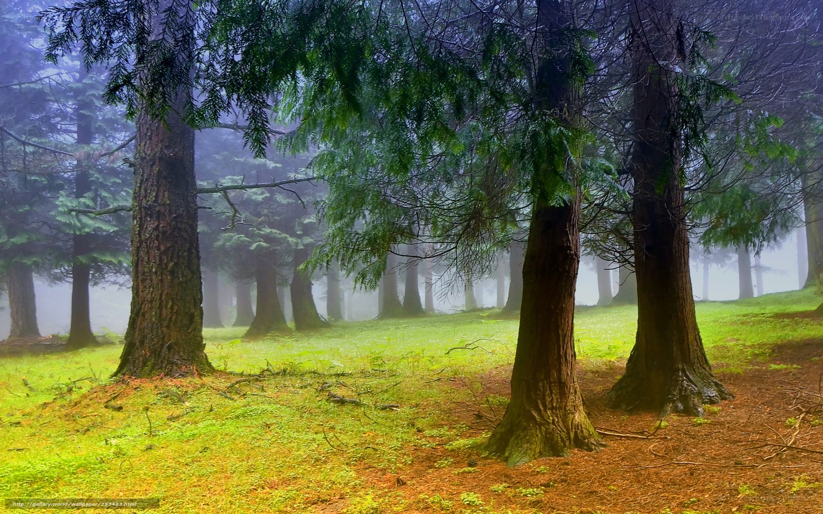 Misty forest with tall trees