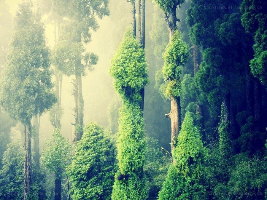 Misty forest with tall trees