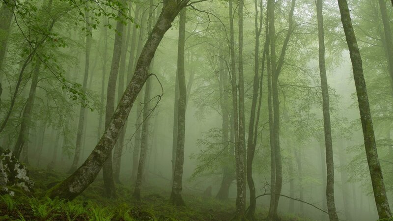 Misty forest with tall trees