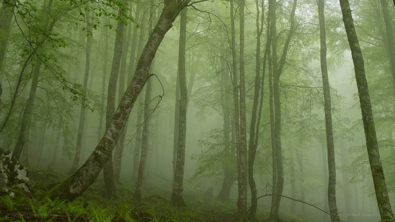 Misty forest with tall trees