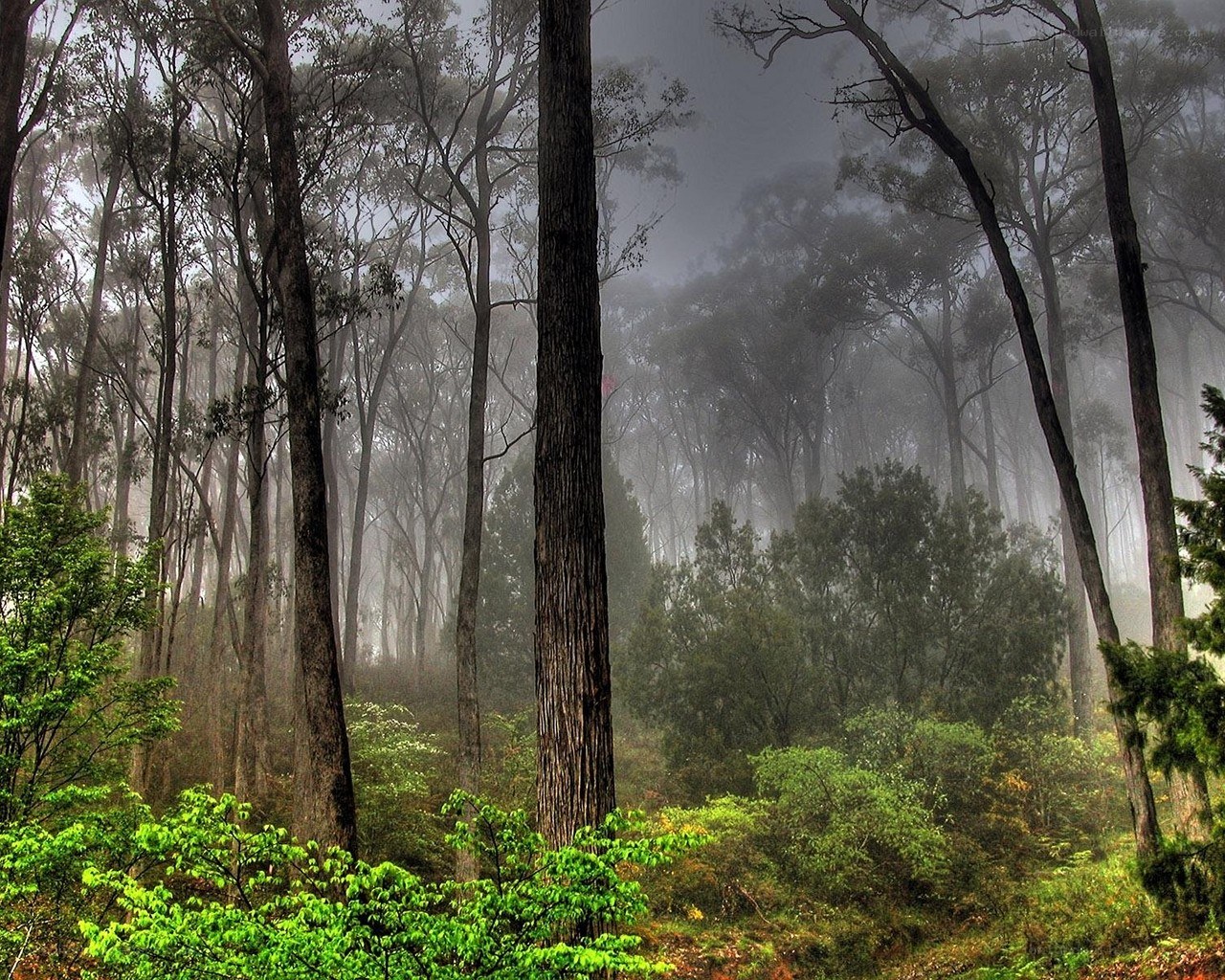 Misty forest with tall trees