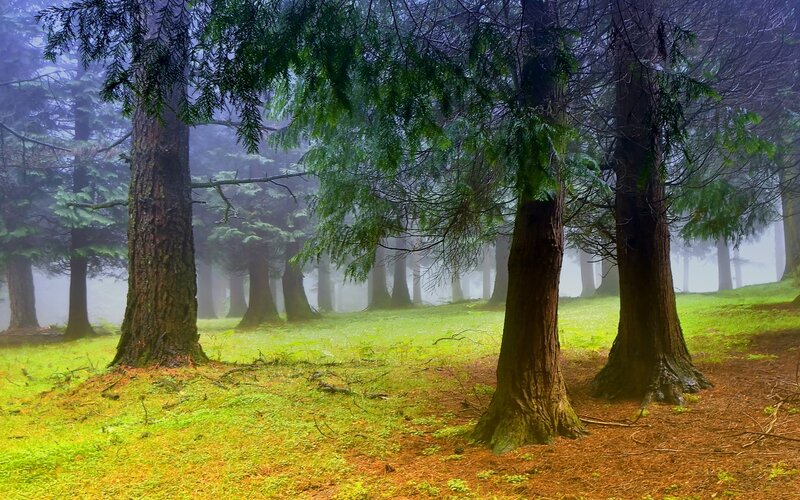 Misty forest with tall trees