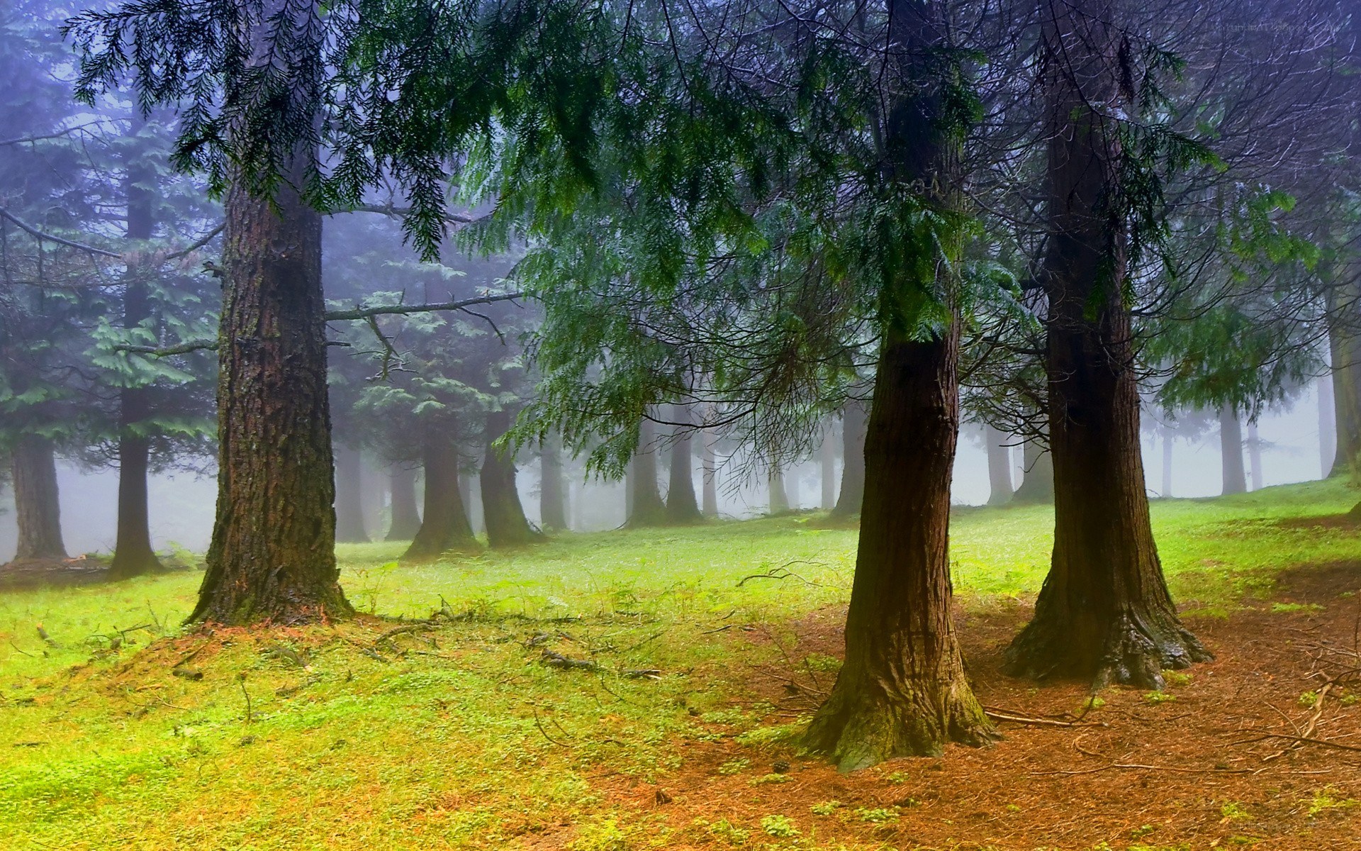 Misty forest with tall trees