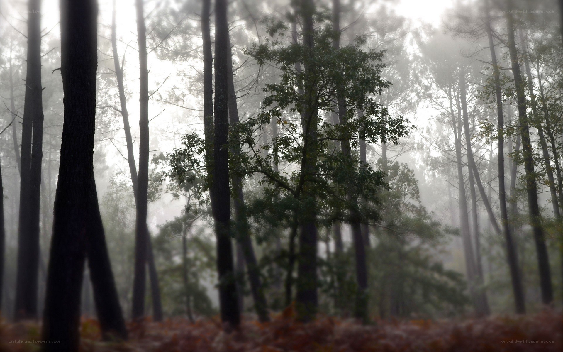 Misty forest with tall trees