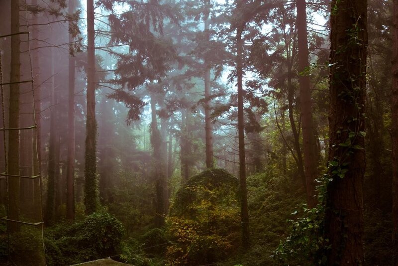 Misty forest with tall trees