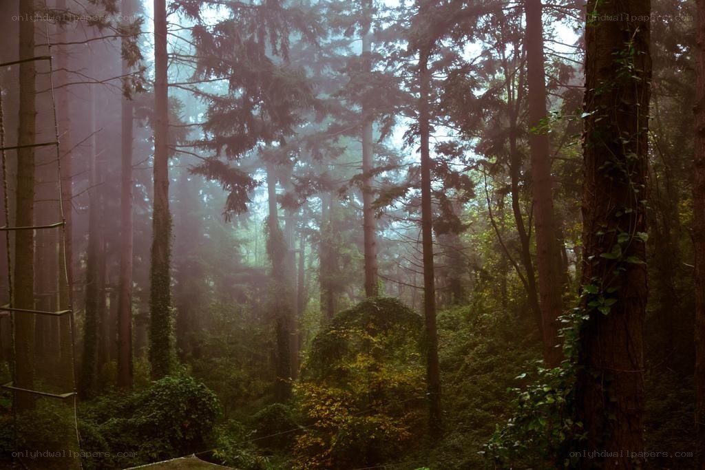 Misty forest with tall trees