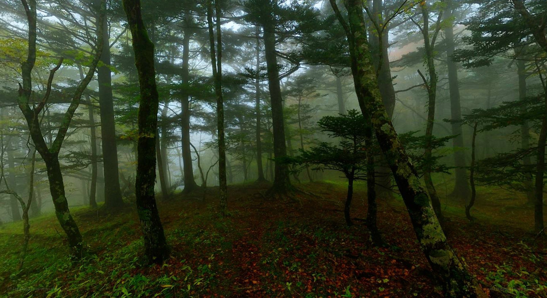 Misty forest with tall trees