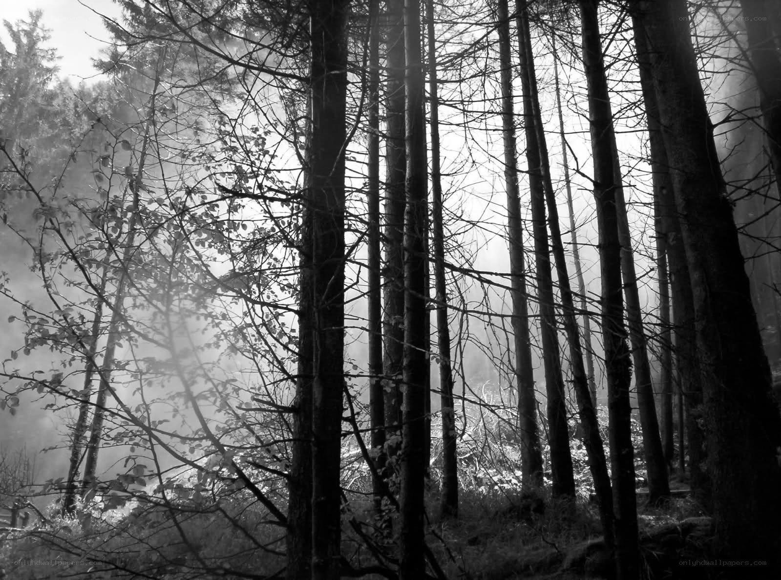 Misty forest with tall trees