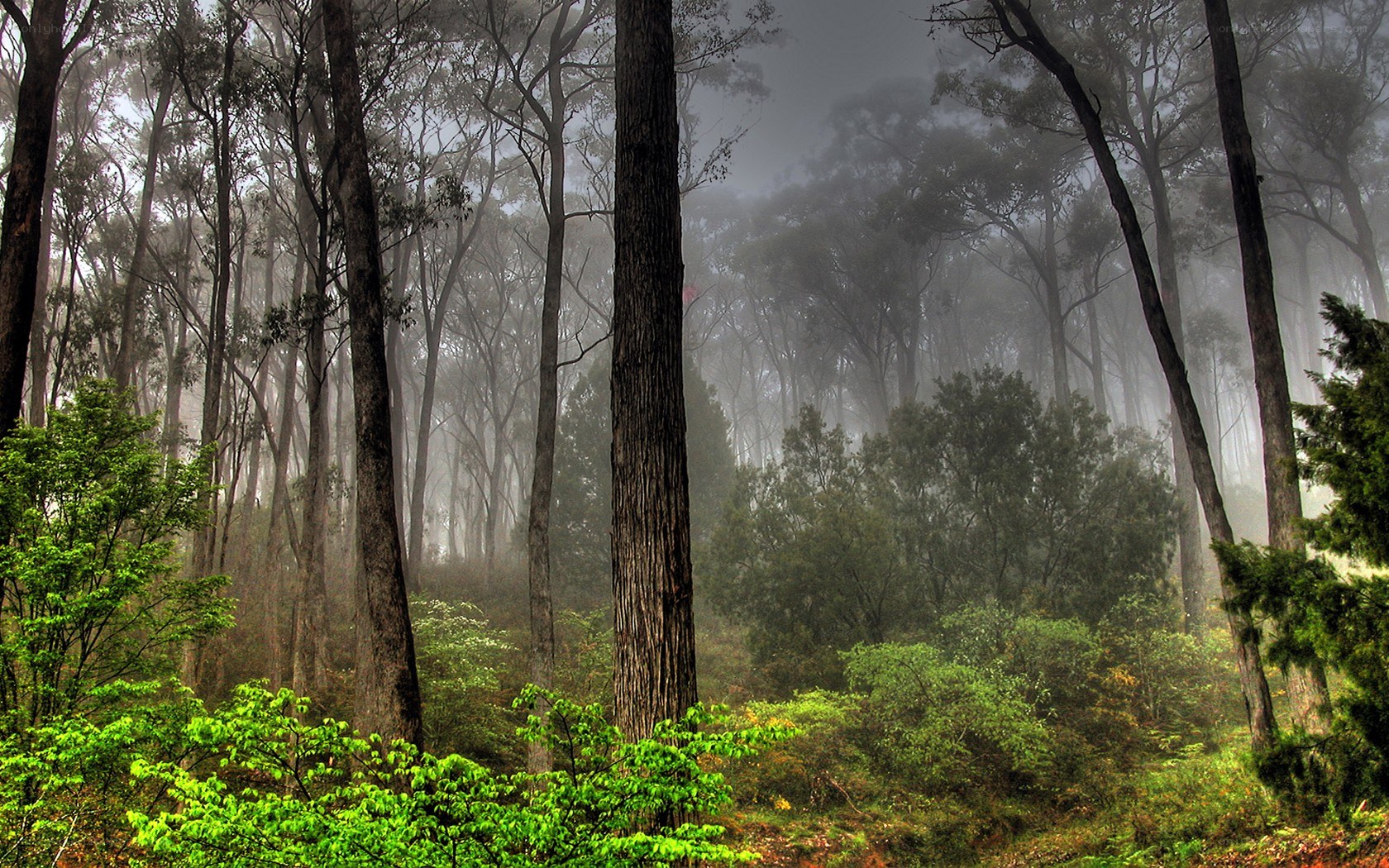Misty forest with tall trees