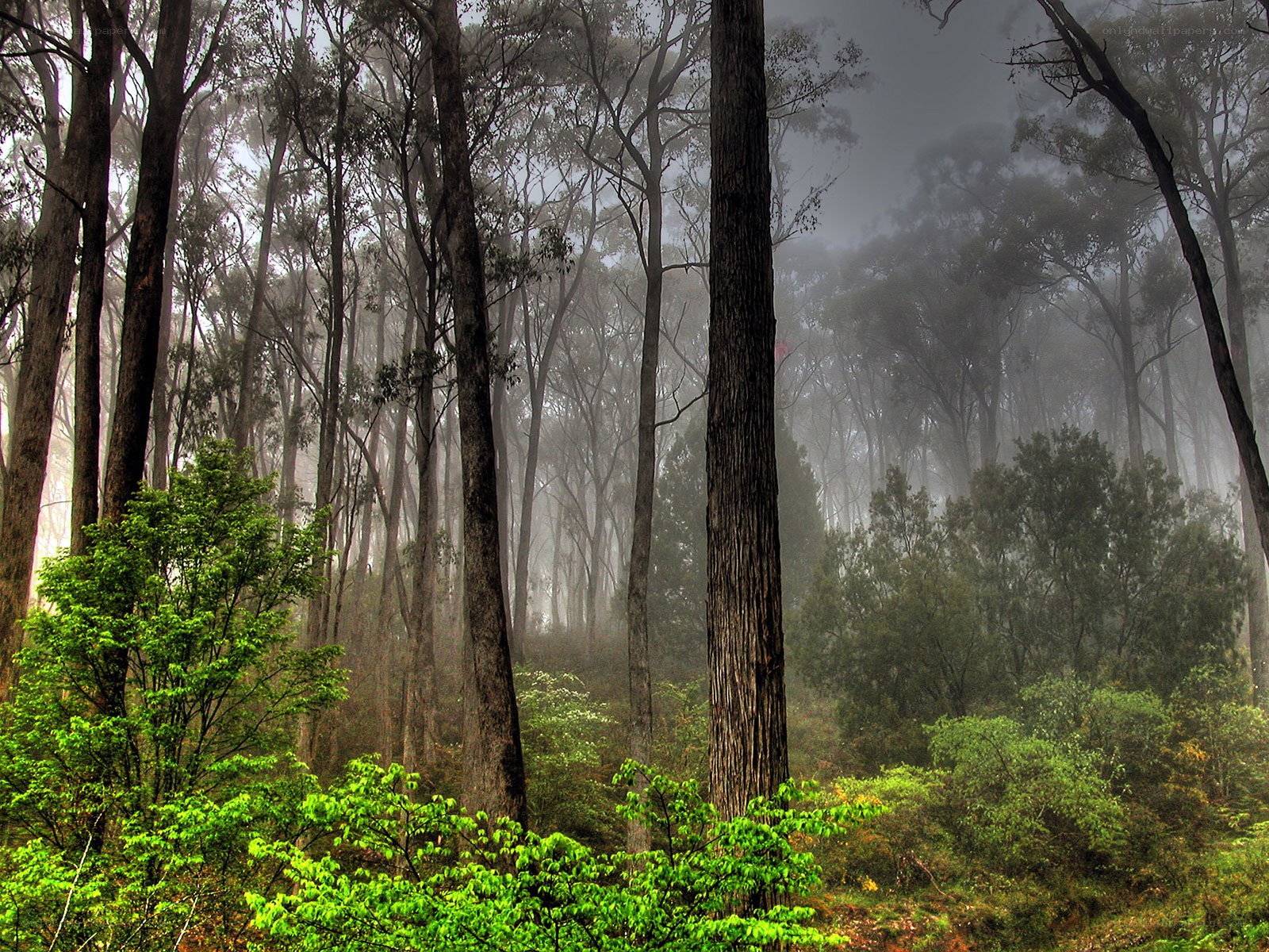 Misty forest with tall trees