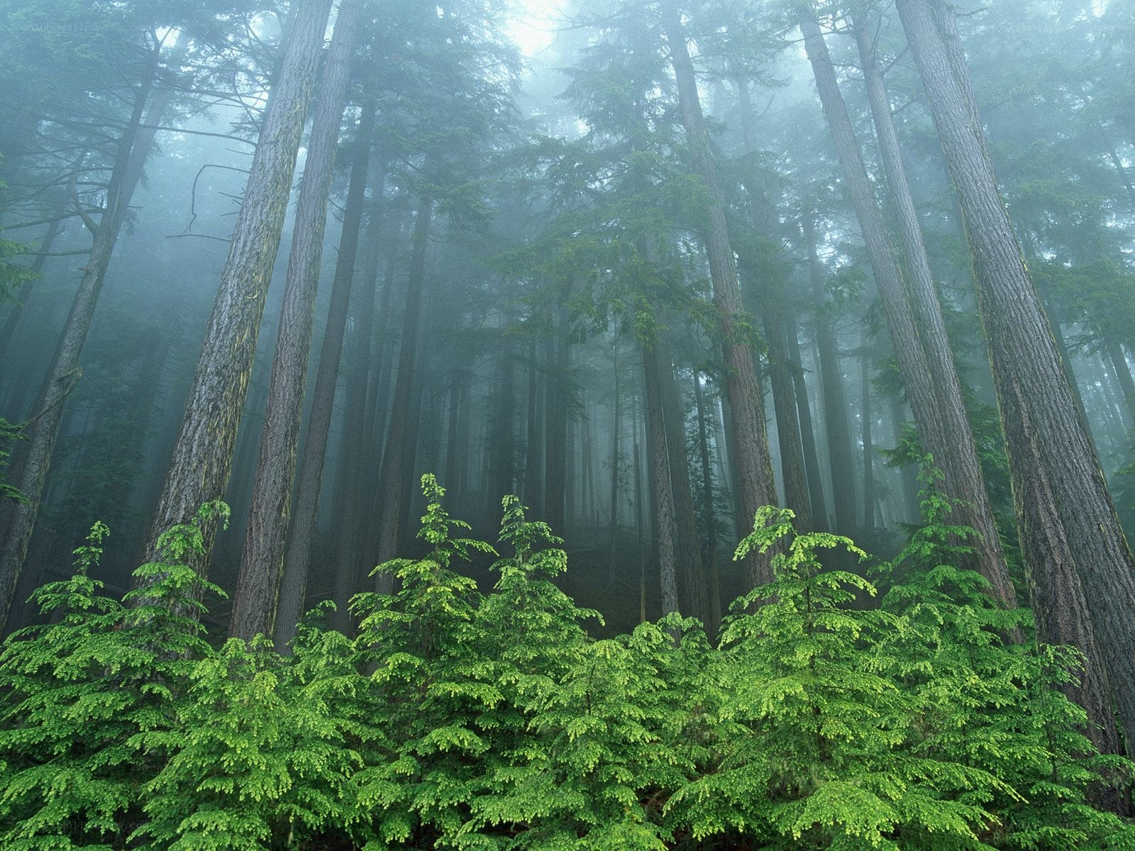 Misty forest with tall trees