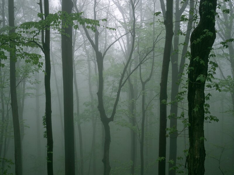 Misty forest with tall trees