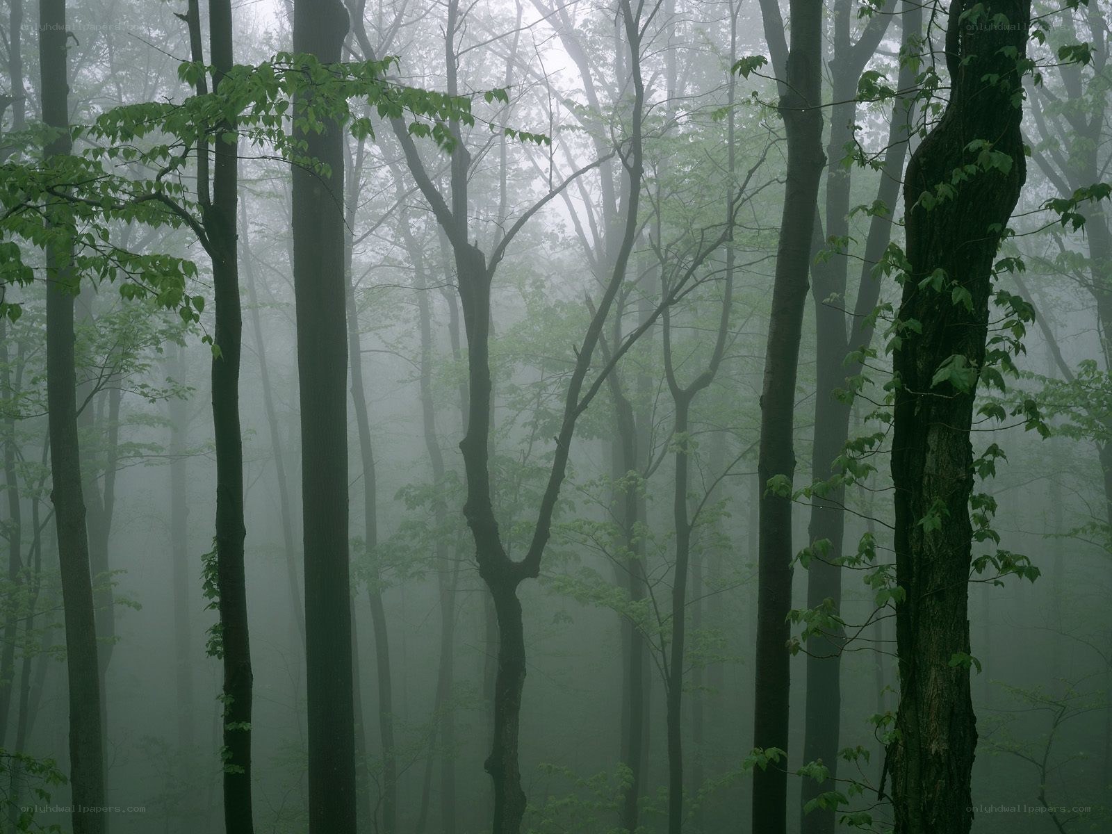 Misty forest with tall trees